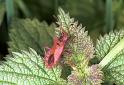 Coreus_marginatus_F1522_D_82_Les Gris_Frankrijk